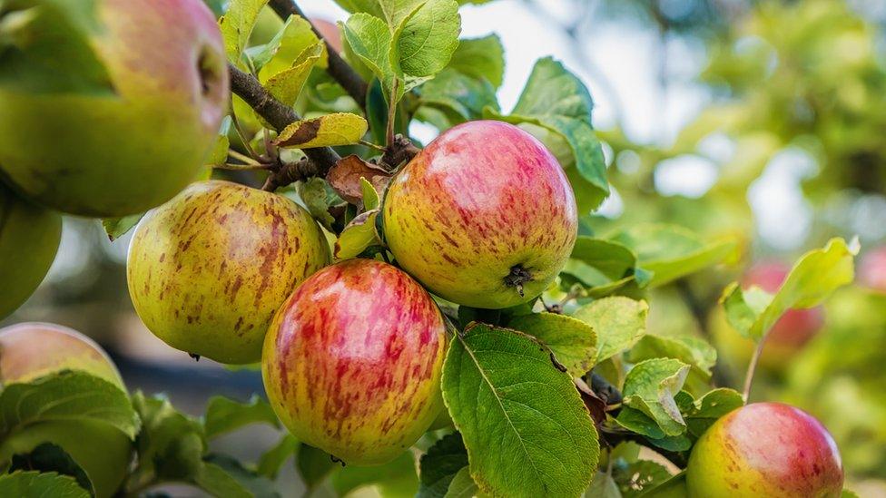 Apples on a tree