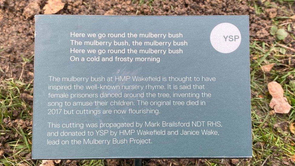 Plaque near mulberry bush at Yorkshire Sculpture Park