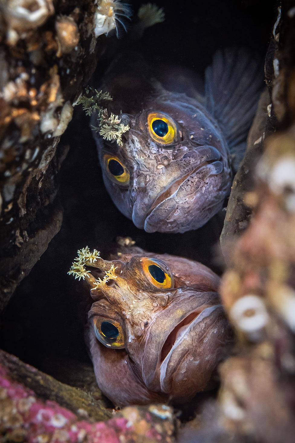 Two Yarrell blenny fish