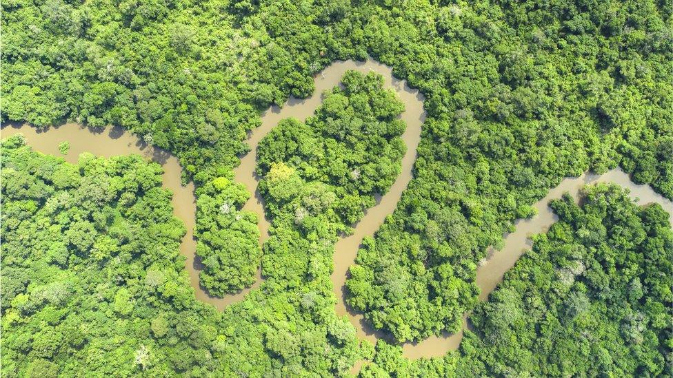 In Africa, the Congo River basin is a treasure trove of rare plants