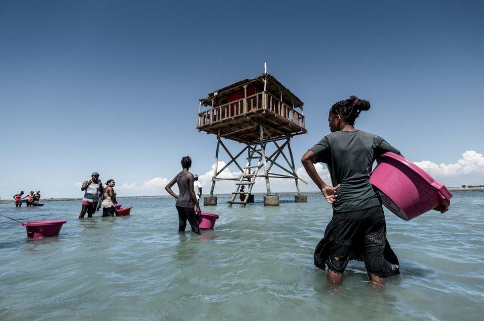 Sea cucumber farmers prepare to release new stock into their farms off the coast of Tampolove.