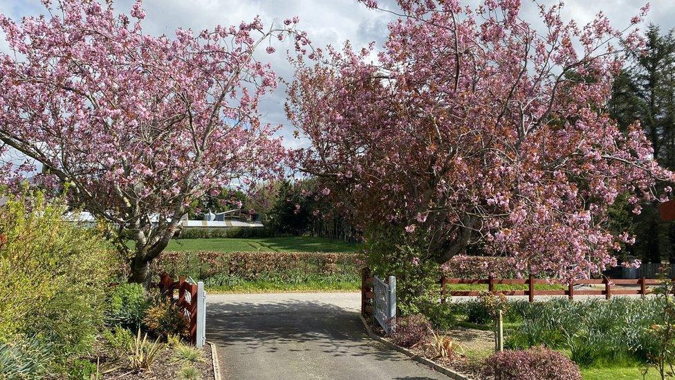 Cherry blossom trees