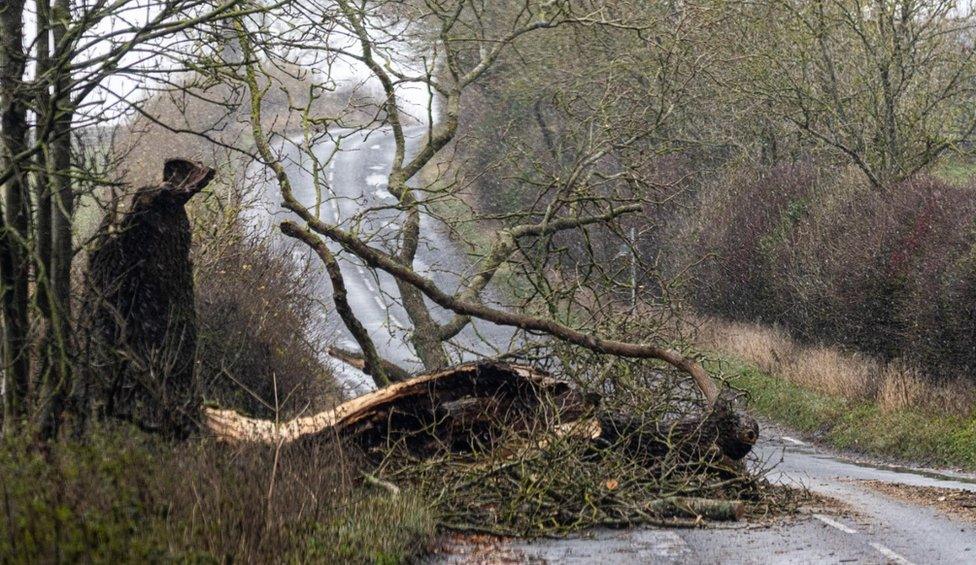 A tree on a rural Northumberland road in the aftermath of Storm Arwen