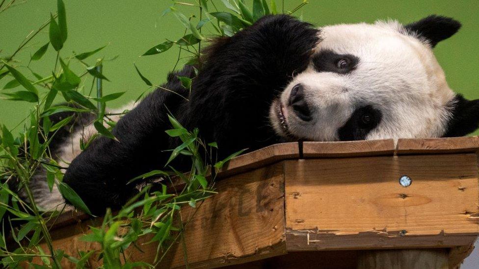 Giant panda Tian Tian eating bamboo