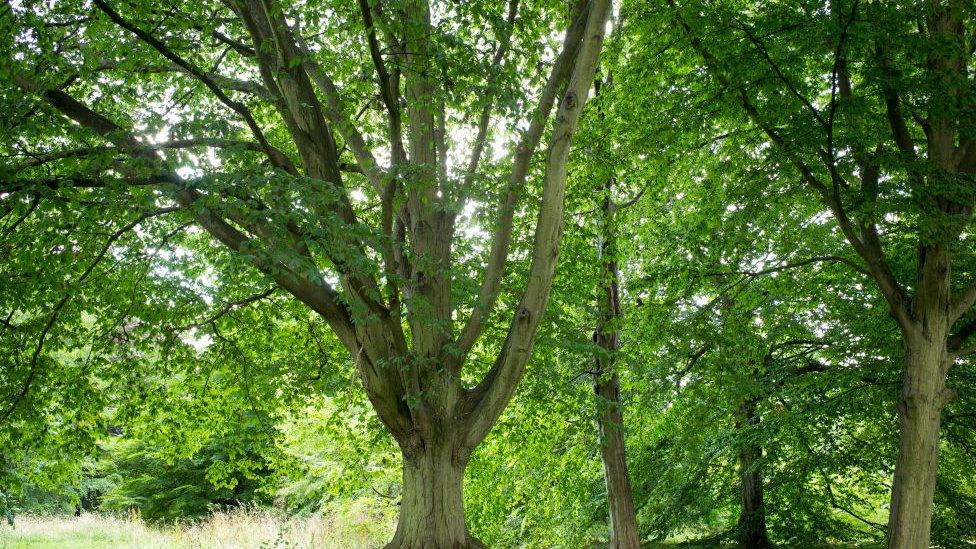 hornbeam tree