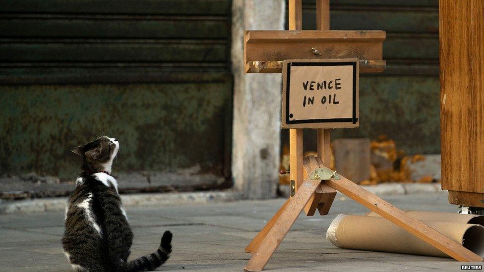 Cat looking at the title of Banksy's new artwork - 'Venice in Oil'.