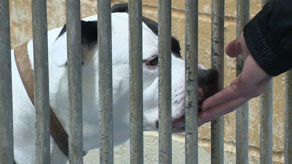 Dog sniffing a hand from behind bars in a kennel