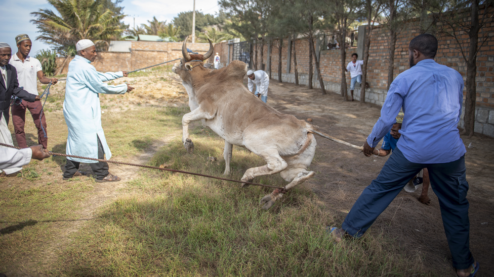 Men use ropes to immobilise a zebu in Fort Dauphin, Madagascar