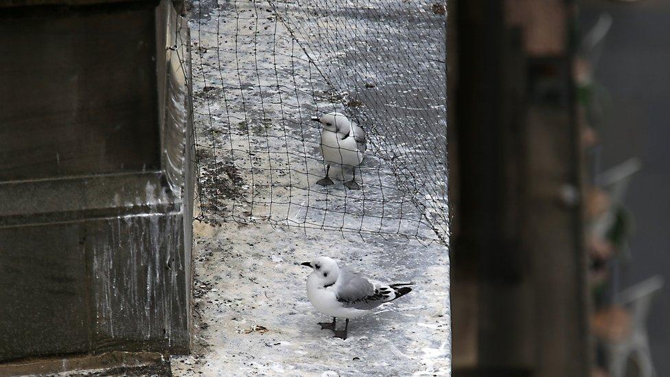 A kittiwake underneath the replacement netting