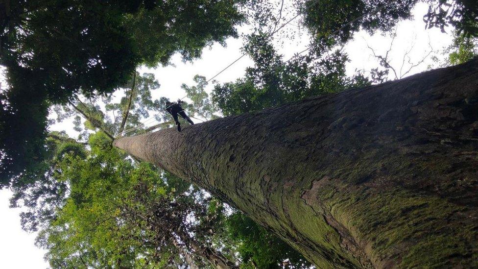 Climber shown half way down the tree