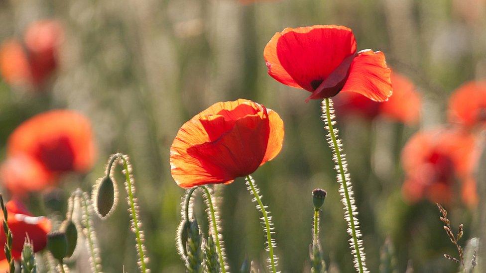 Poppies