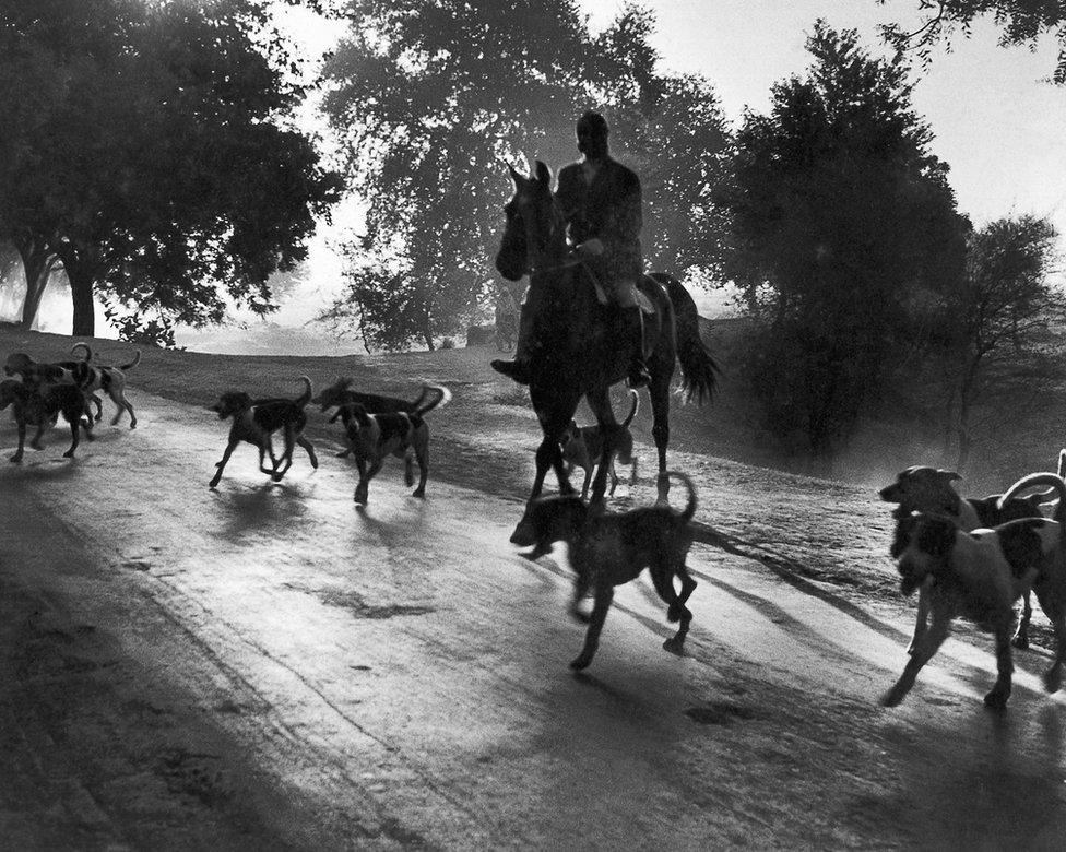 A an early morning fox hunt in Delhi