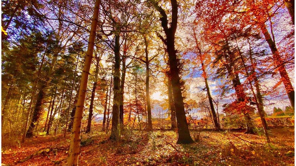 Sunlight lights up a canopy of autumn trees making the red, green and yellow leaves glow