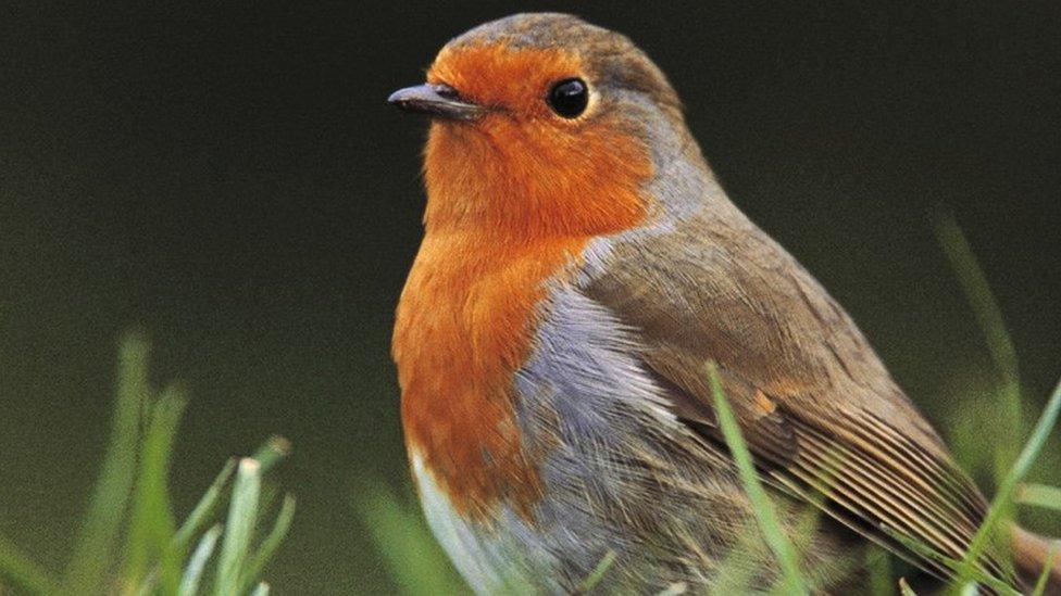 A robin with a bright red breast looking out from grass