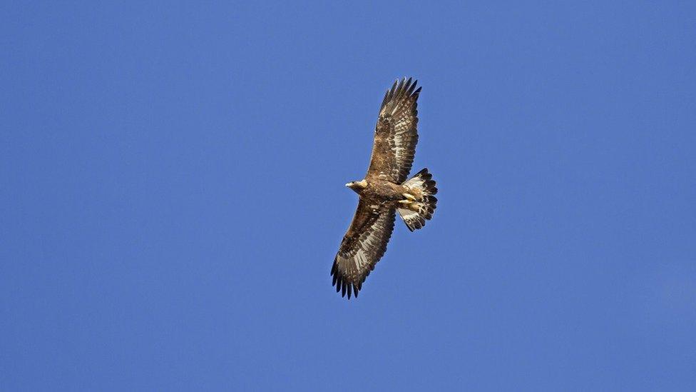 Golden Eagle flying