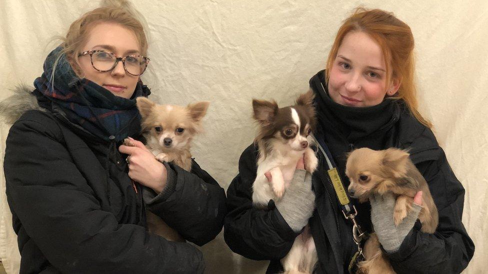 Staff with three chihuahaus