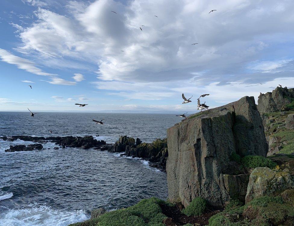 Puffin on the Isle of May