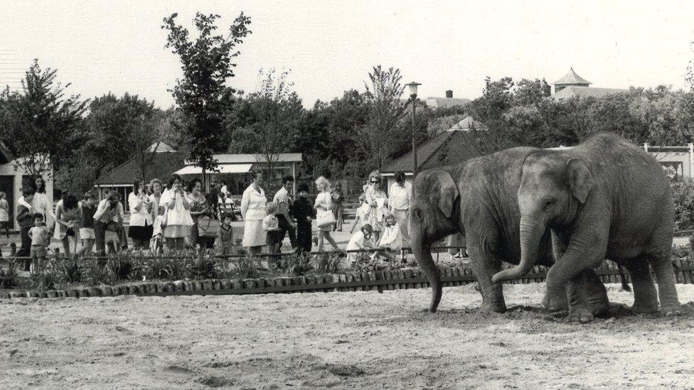 Kate and Crumple the elephants at Blackpool Zoo in the 70s