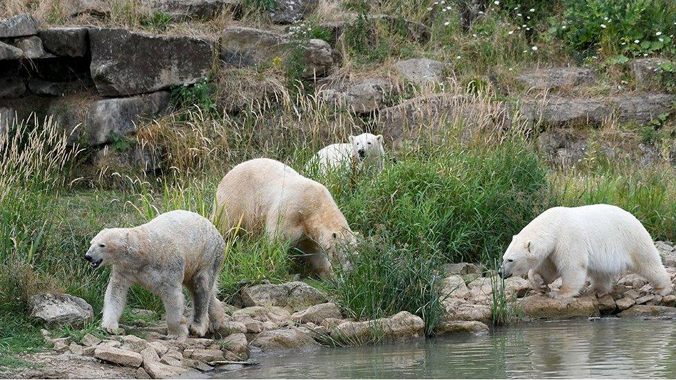 Bears playing