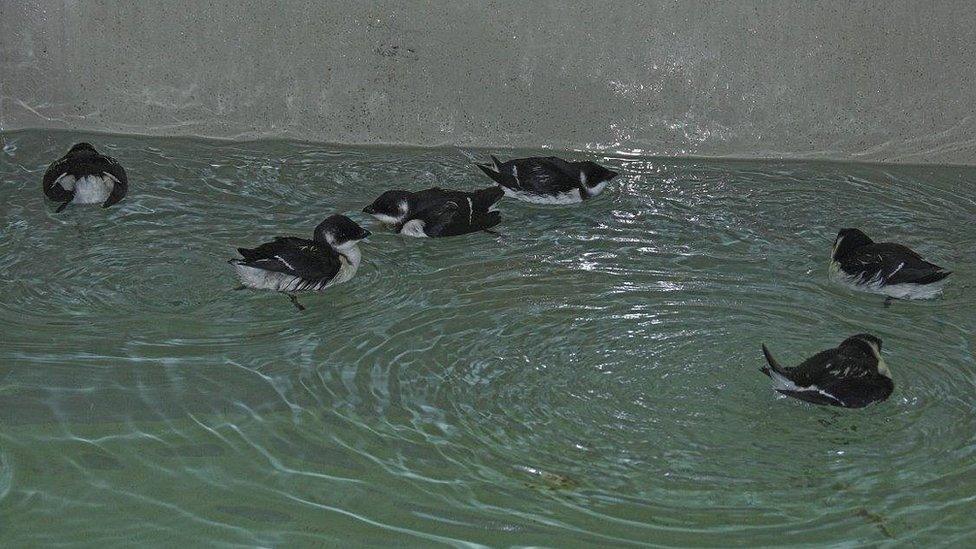 Auks