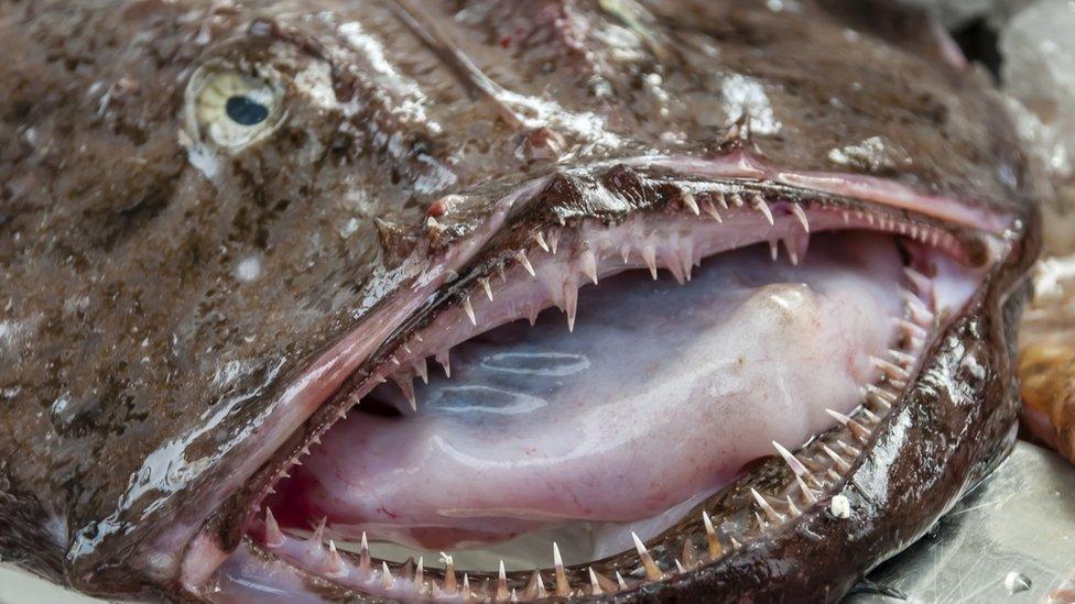 A monkfish