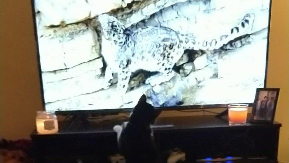 Cat watching Big Cats