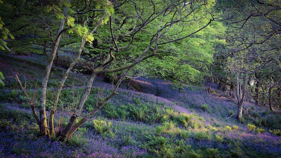 Blooming bluebells in Snowdonia was taken by Gwen Roberts on her evening stroll near Penrhyndeudraeth