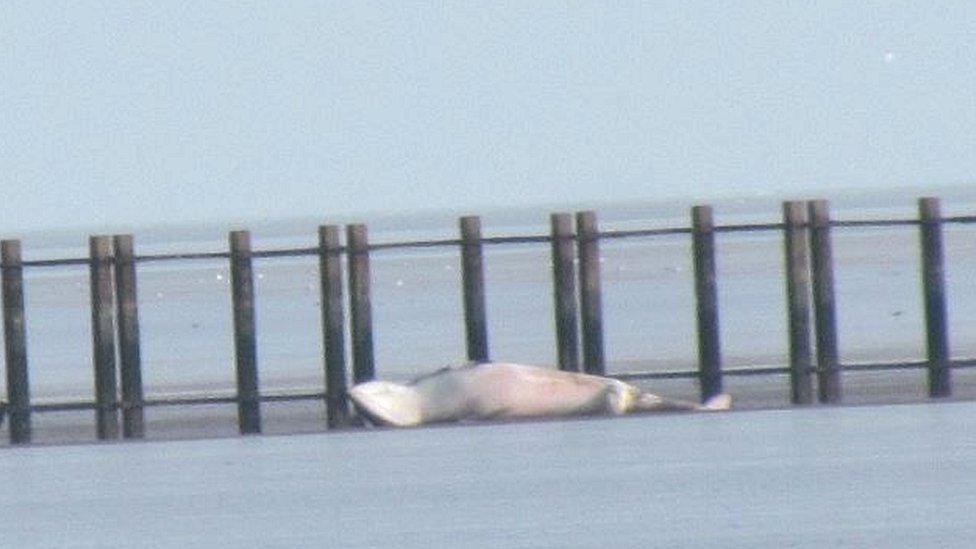 Minke whale in Shoeburyness