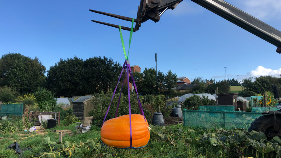 Giant pumpkin being lifted