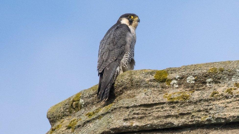 Peregrine falcon at Ely Cathedral