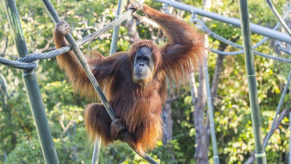 An orangutan at San Diego Zoo