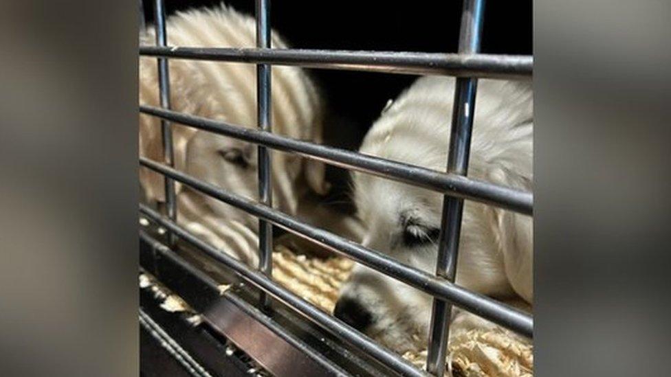 Two puppies in a cage