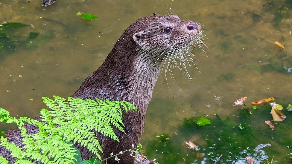 Otter on riverbank