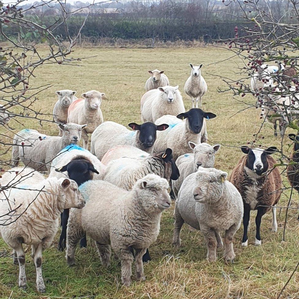 Sheep in a field in the village of Normanton on Trent in Nottinghamshire