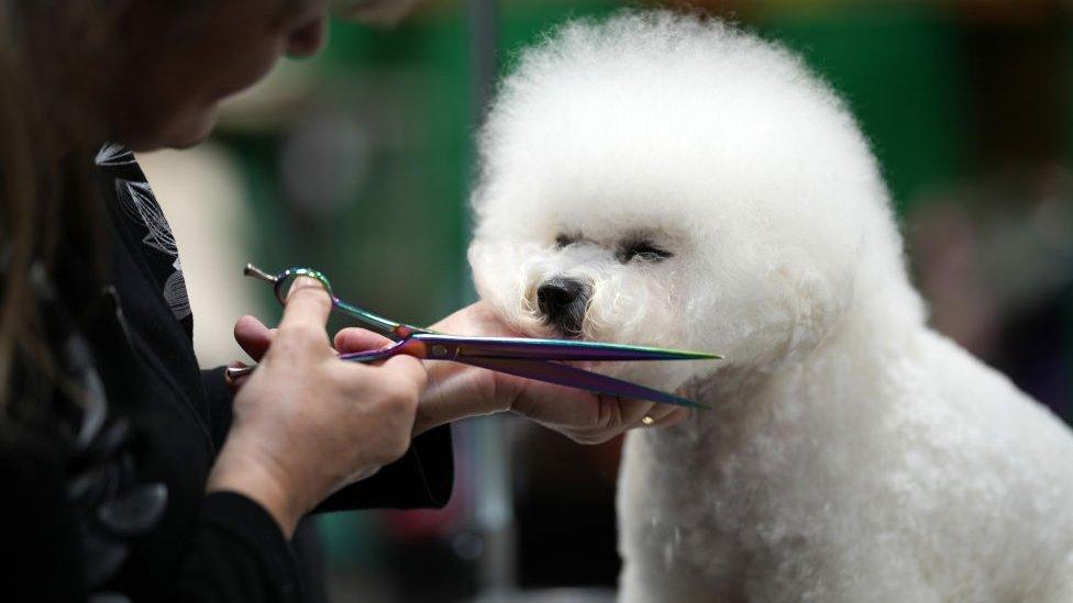 dog having fur trimmed