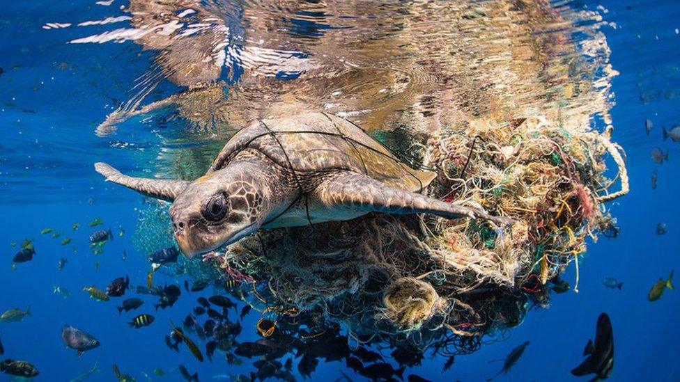 a turtle tangled up in netting with fish in the background