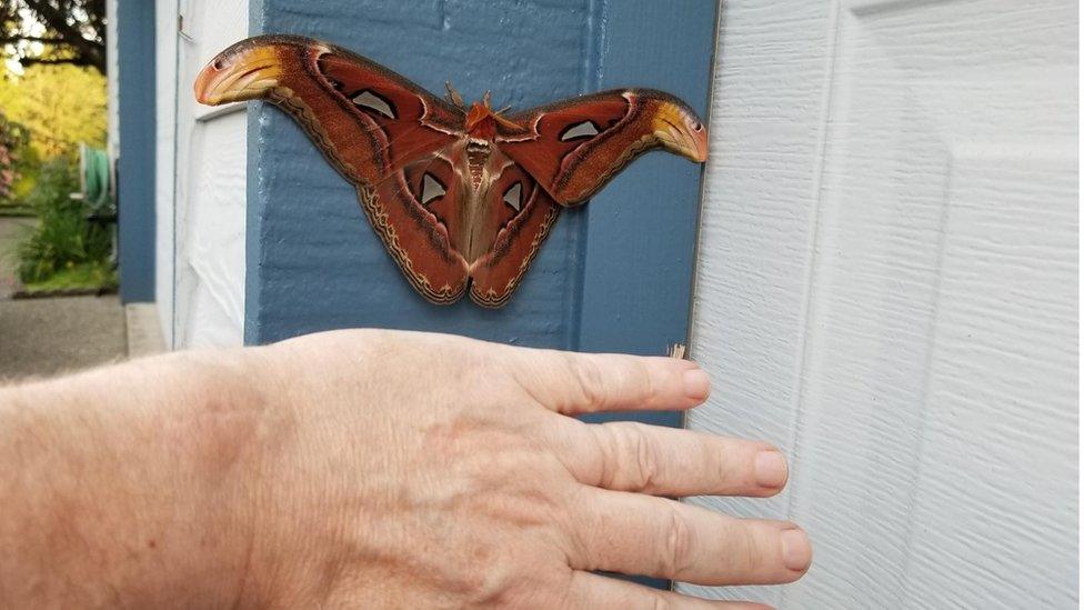 Moth with hand to show how big it is