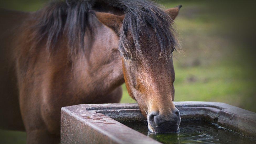 Horse drinking from trough - generic