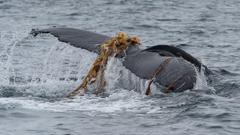 Whale tailfin with seaweed over it