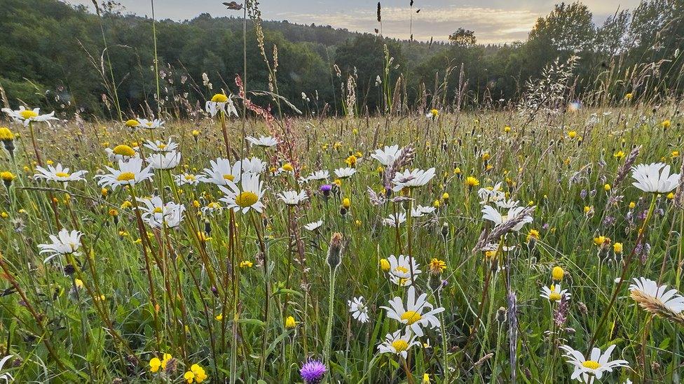 Wild flowers in a hay meadow.