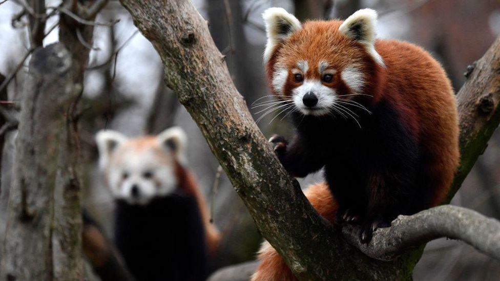 Stock image of two red pandas in a tree