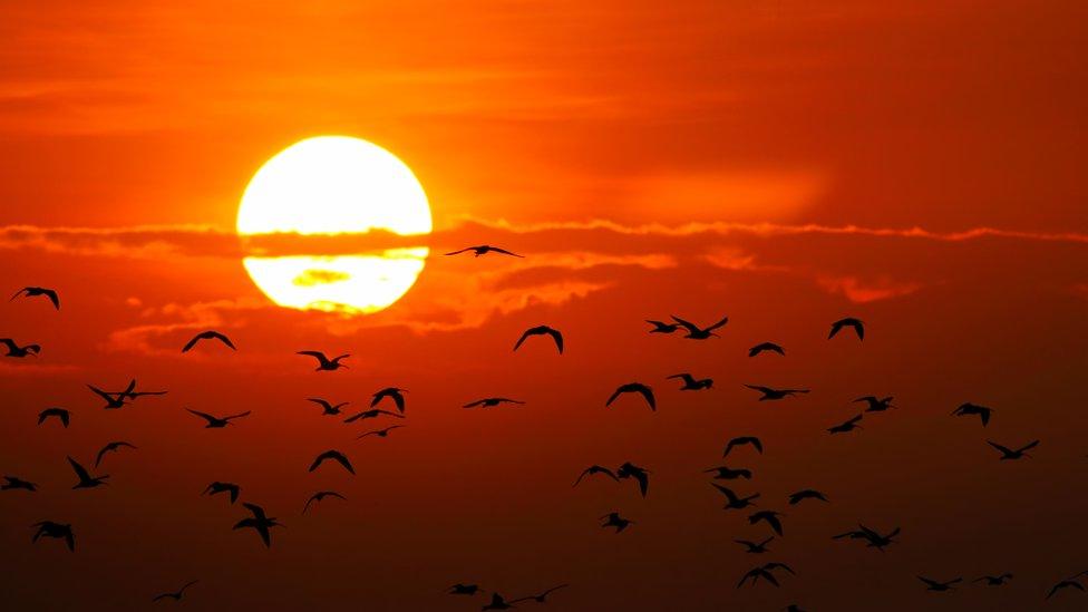 Stock photo of sun, clouds and birds in Thailand