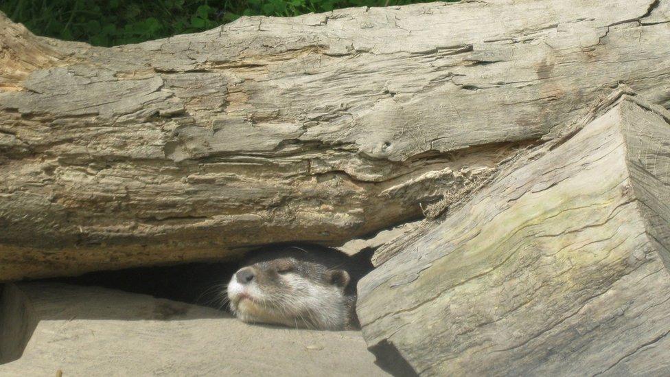 A sleeping otter