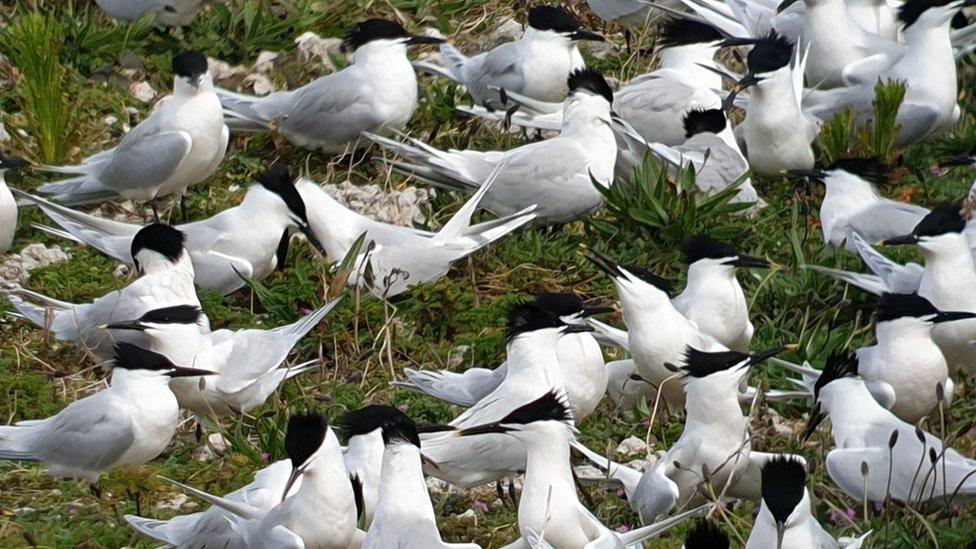 Sandwich Terns at RSPB Hodbarrow