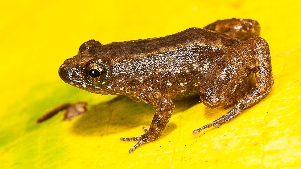 Manalar Night Frog