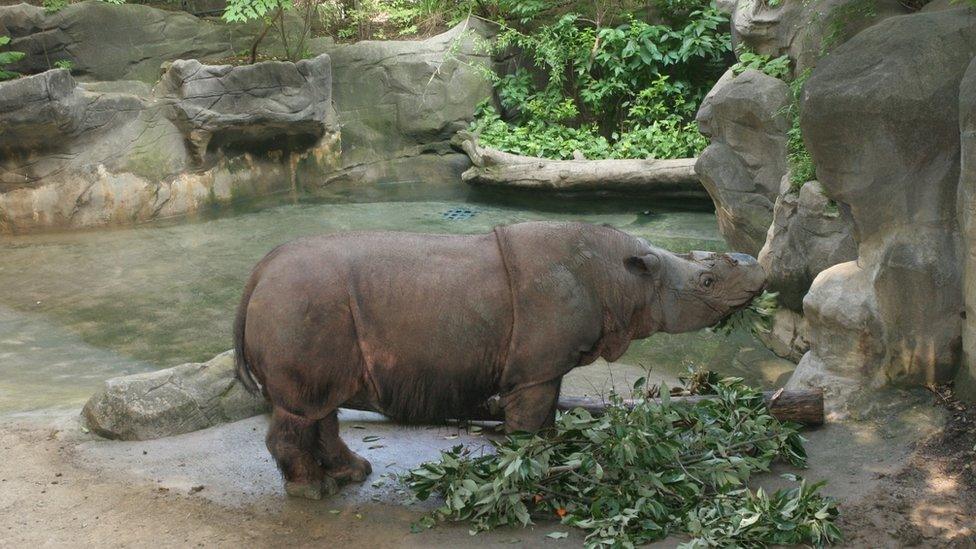 Ipuh at the Cincinnati Zoo