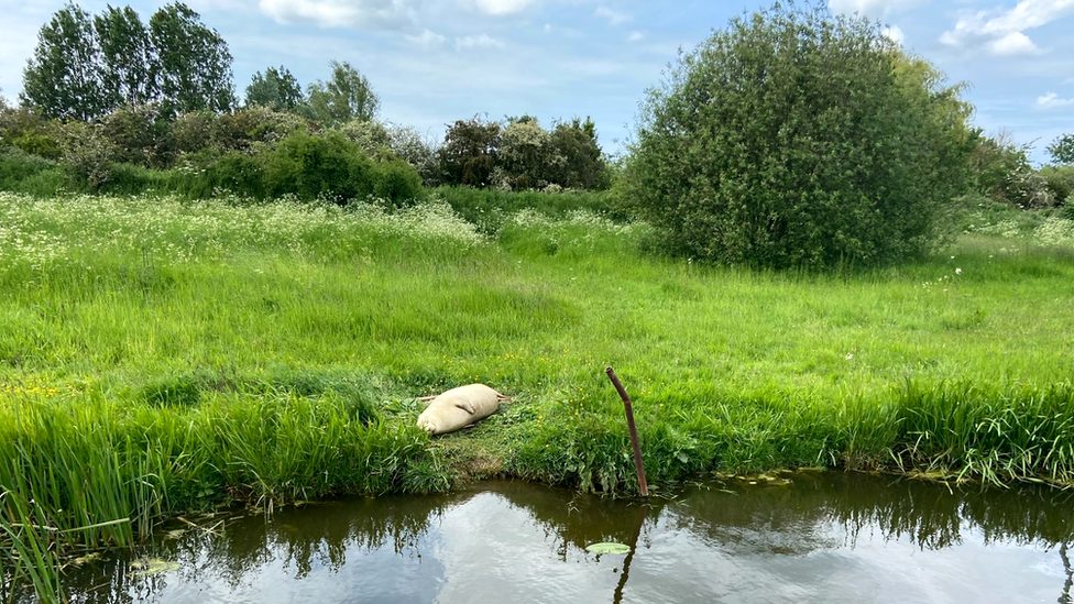 Seal lying on river bank