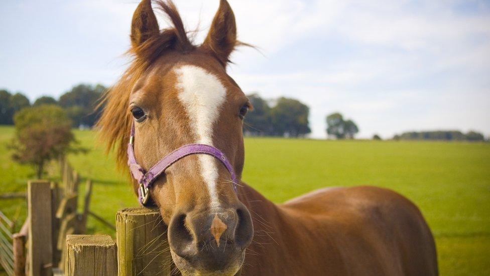 one horse in a field