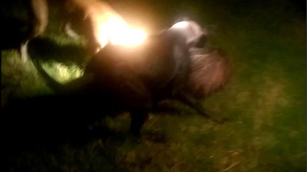 Dogs fighting badger