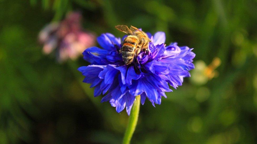 bee-pollinating-flower.